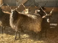 Sheep, Racka sheep — photo 1