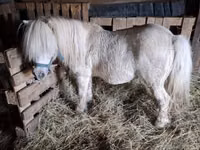Caballo, Caballos — foto 1