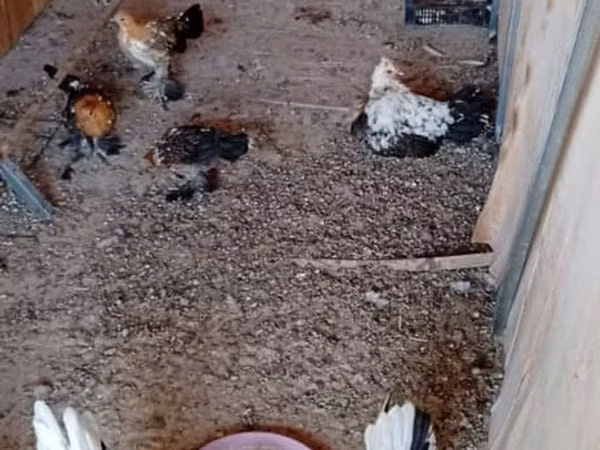 Bantam