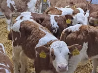मवेशी (लॉट, लिंग निर्दिष्ट नहीं), Simmental cattle — फ़ोटो 1
