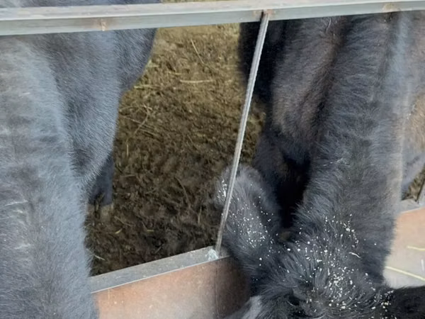Banteng, Aberdeen-Angus