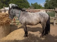 حصان, Appaloosa — الصورة 3