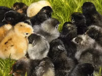 Chickens — الصورة 7