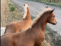 雌馬, Haflinger — 写真 3