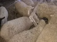 أغنام (دفعة، الجنس غير محدد), Suffolk sheep — الصورة 5