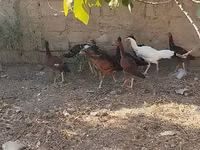 मेलीन — फ़ोटो 8