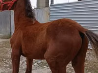 Caballo, Budyonny horse — foto 4