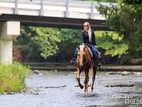 Caballo, Palomino — foto 4