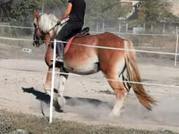 حصان, Gypsy horse — الصورة 3
