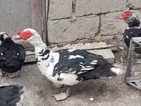 Ducks — photo 6