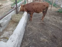 Sapi, Simmental cattle — foto 3