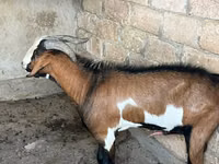 Ziegenbock, Nubian Goat — Foto 2