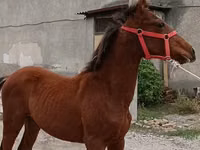 Caballo, Budyonny horse — foto 1