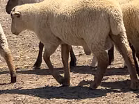 Domba jantan, Hampshire sheep — foto 2