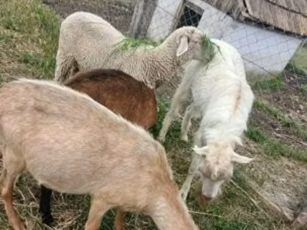 雄羊, Merino sheep