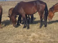 Kuda betina, Horse breed — foto 4