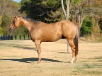 Hengst, Quarter Horse — Foto 1