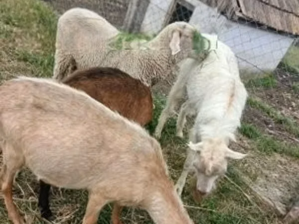 雄羊, Merino sheep