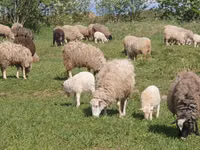 Brebis, Edilbay sheep — photo 3