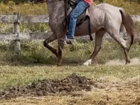 Hengst, Rocky Mountain Horse — Foto 7