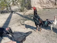 Chickens — 写真 7