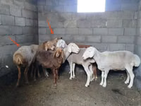 Brebis, Katum sheep — photo 2