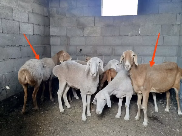 雌羊, Katum sheep