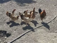 Chickens — 写真 3