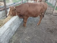 Sapi, Simmental cattle — foto 1