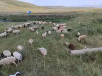 Brebis, Balbas sheep — photo 4
