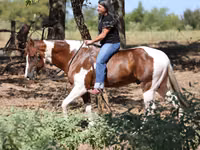 雄馬, American paint horse — 写真 3