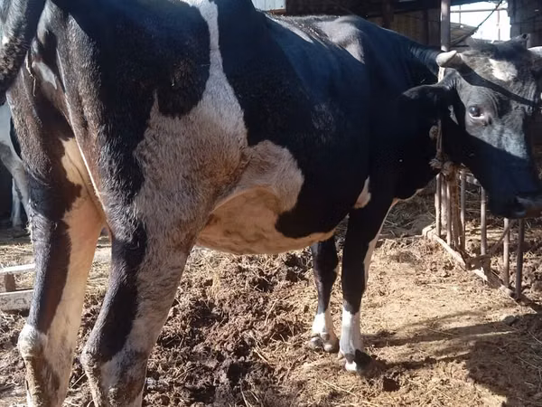 Kuh, Russian Black pied cattle