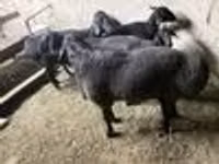 Widder, Hissar sheep — Foto 6
