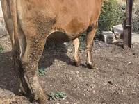 Sapi, Cattle — foto 8