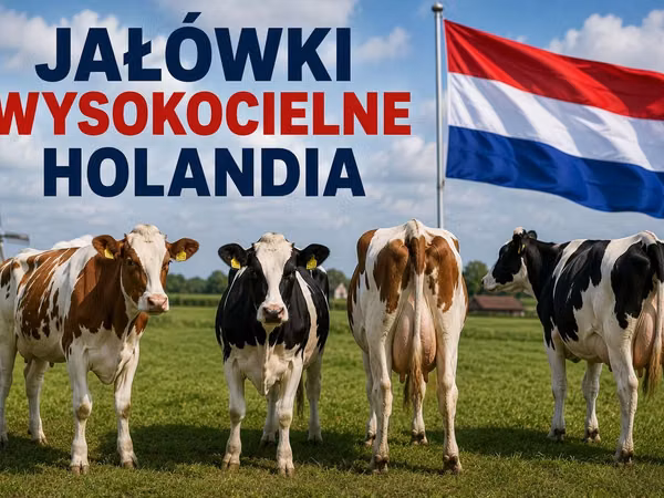 Vaca, Raza Holstein