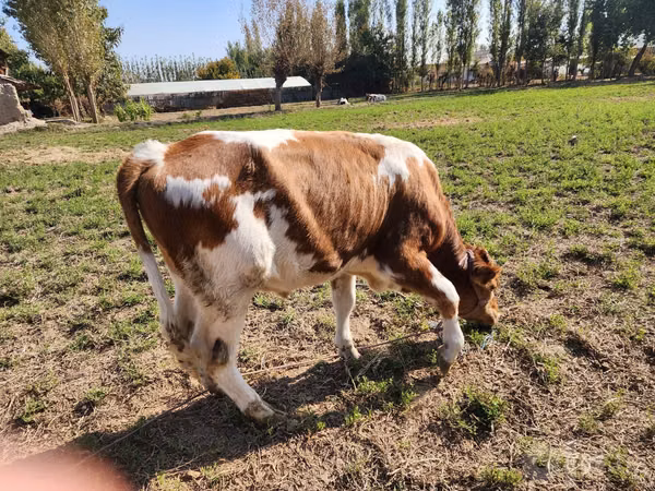 雄牛, Simmental cattle