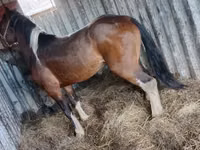 Kuda jantan, Altai horse — foto 1