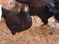 Chickens — photo 4