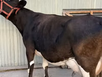 Vaca, Raza Holstein — foto 1