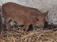 Boar — photo 3