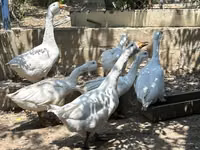 كوبان — الصورة 1
