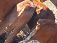 Cattle (batch, sex not specified), Simmental cattle — photo 1