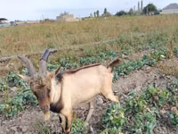 Boucs, Alpine goat — photo 1