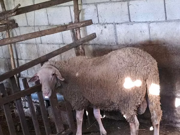Domba jantan, Baerchuke sheep