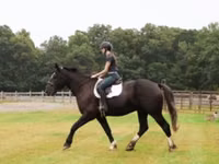 Cheval, Percheron — photo 7