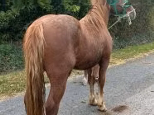 雄馬, Andalusian horse