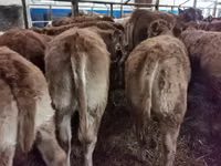 Banteng, Limousin cow — foto 4