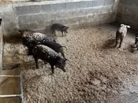خنازير (دفعة، الجنس غير محدد) — الصورة 2