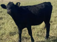 भेड़, Qashqai sheep — फ़ोटो 1