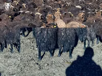 Moutons (lot, sexe non indiqué), Karachay sheep — photo 6